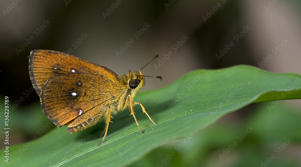 Obraz premium Common Chestnut Bob ( Lambrix salsala )