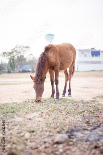 Horse in the field © Blackbird6911