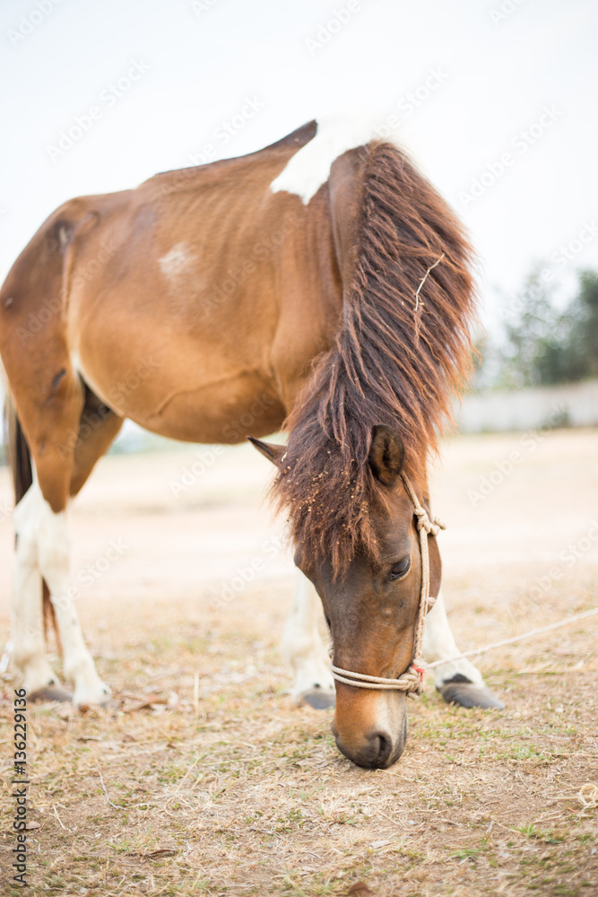 Obraz premium Horse in the field