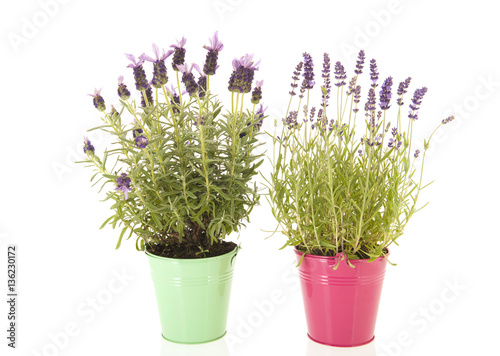 Lavender Stoechas and Lavandula