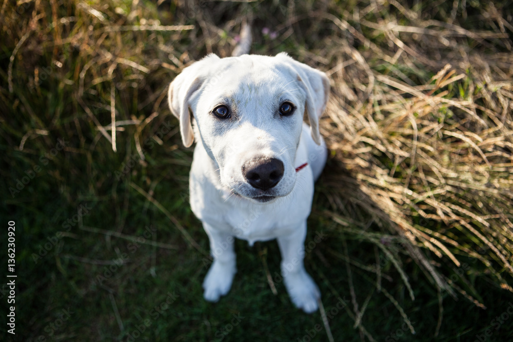 Labrador puppy dog in long grass field