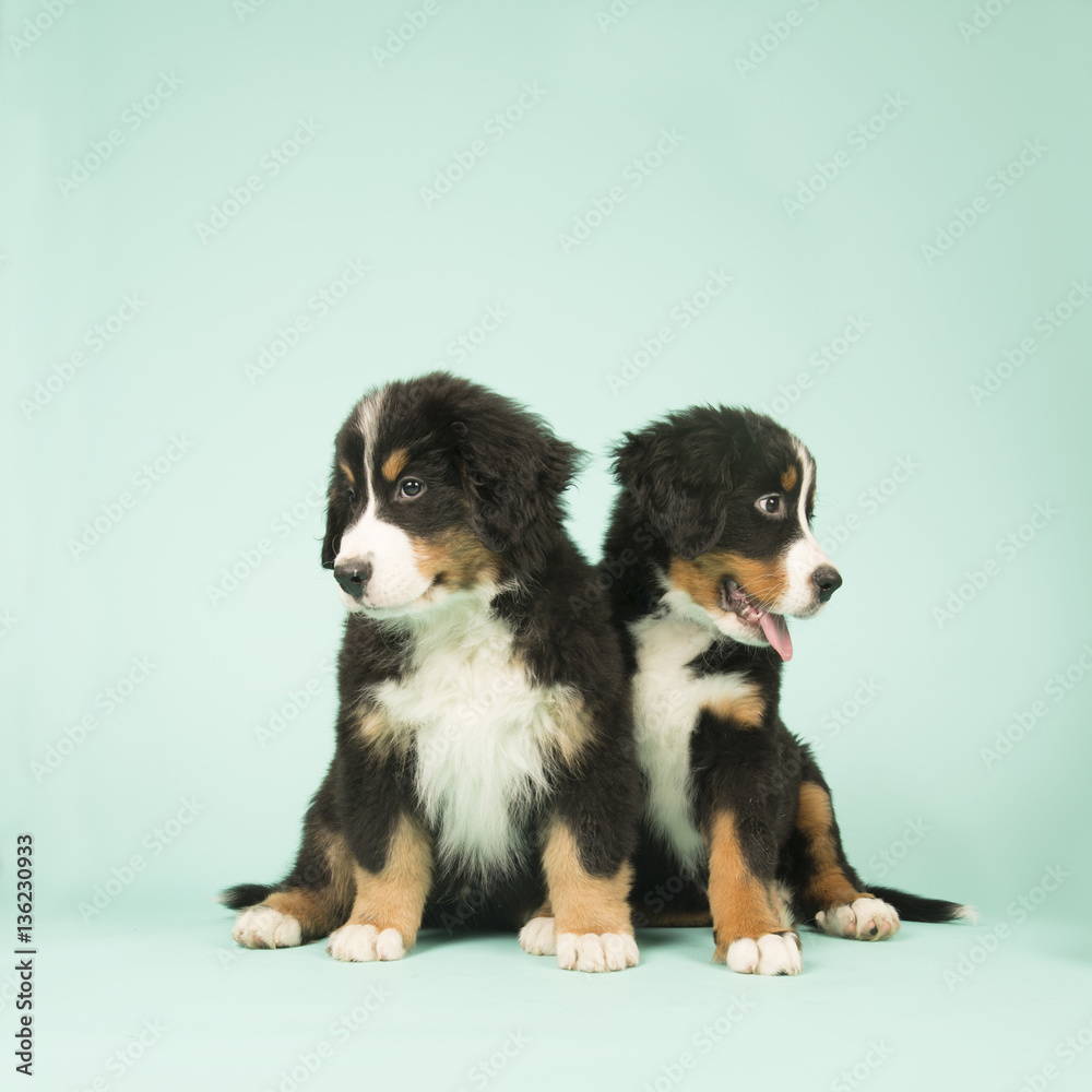 Cute Bernese Mountain Dogs puppies on green background