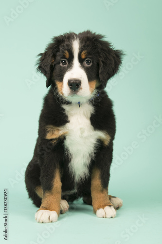 Bernese Mountain Dog puppy on green background