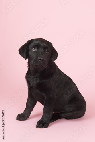 Chocolate Labrador puppy on pink background