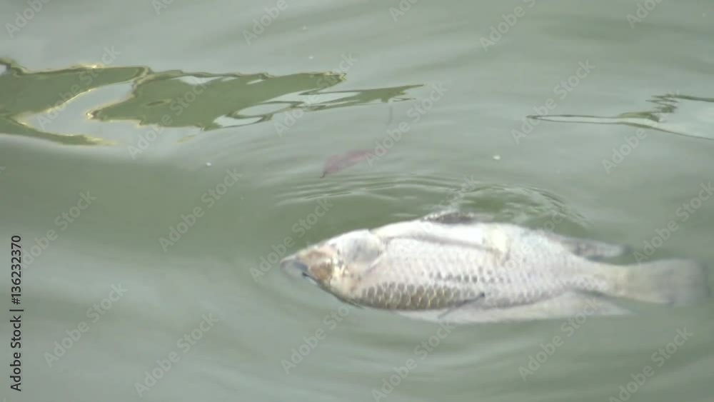 4k fish dead killed from polluted water in lake pond-Dan