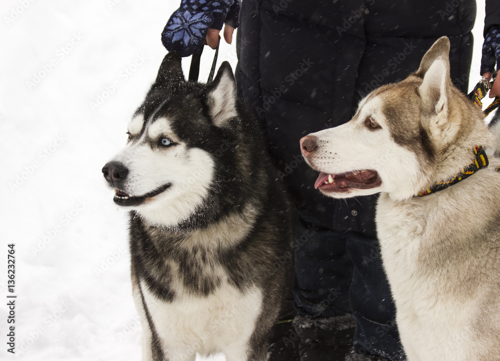 beautiful animal husky dog in snowy winter heterochromia