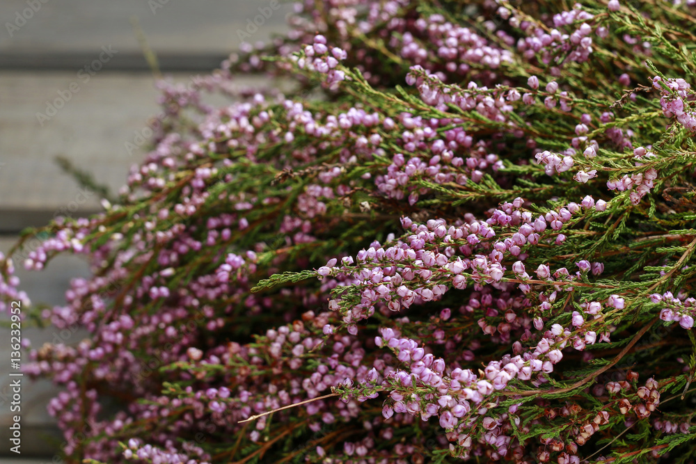Obraz premium Heather (Calluna vulgaris)