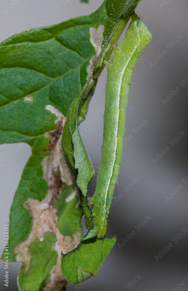 Tomato looper eating tomato leaves Tomato looper eating tomato leaves
