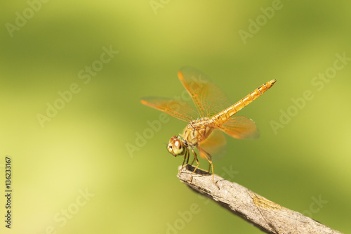 Close up image of brown dragonfly on natural green background