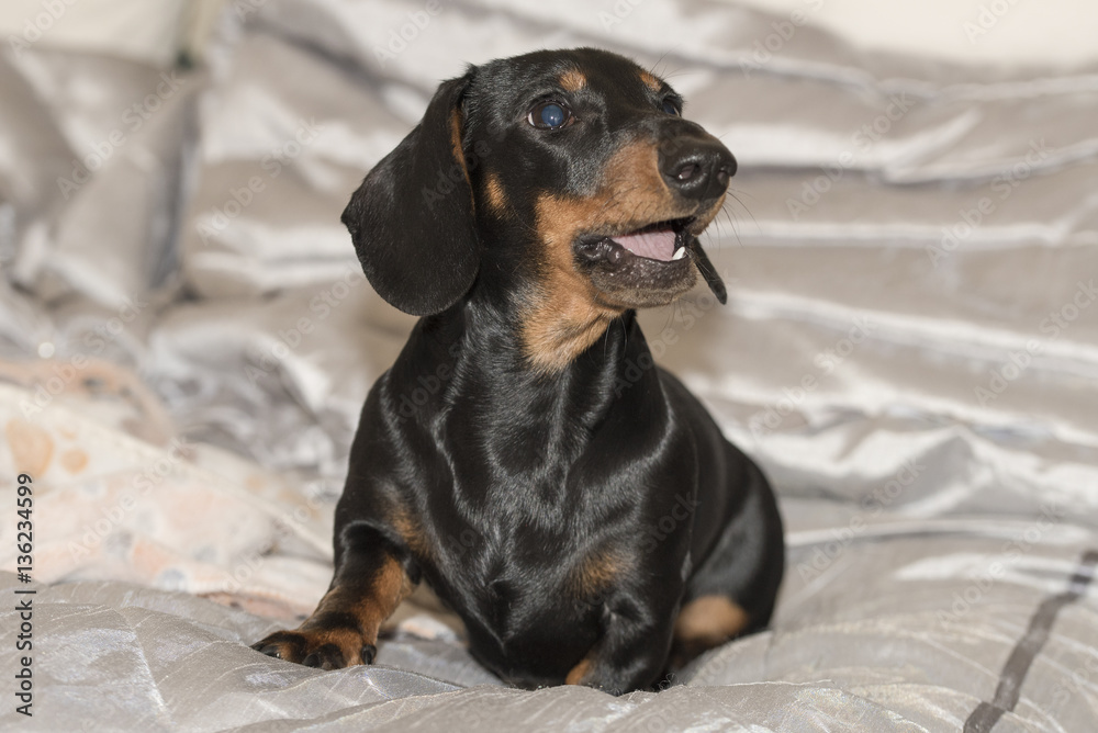 Black and tan smooth-haired Miniature Dachshund puppy