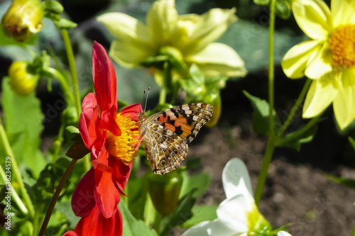 Painted Lady butterfly, Vanessa cardui, on red Dahlia flower photo