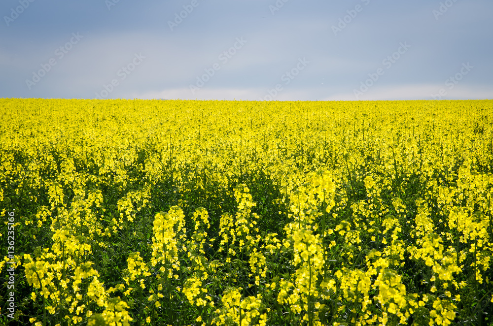 scenic yellow rapeseed field