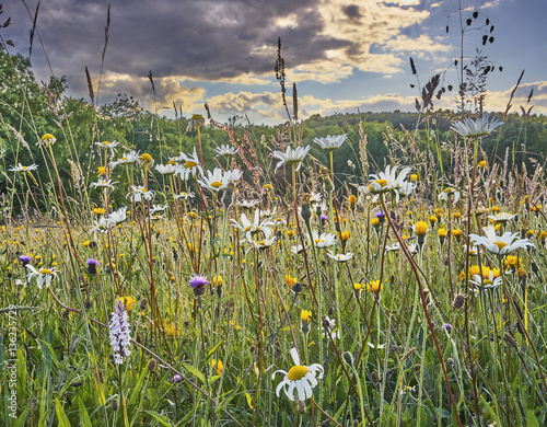 Old Hay Meadow with Wild Flowers in the Sussex Weald