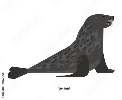 Fur seal -pinniped mammal similar to seals and sea lions