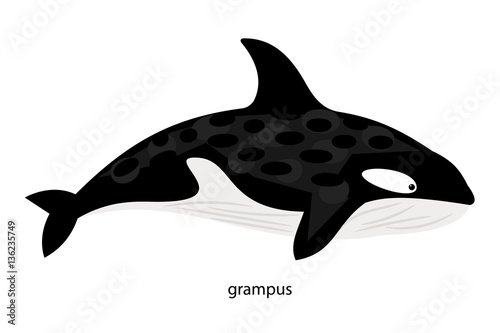 Grampus - animal eating squid, fish (including sharks), dolphins, seals, penguins