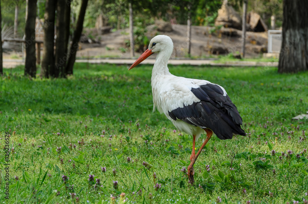Stork on the green grass Stork on the green grass