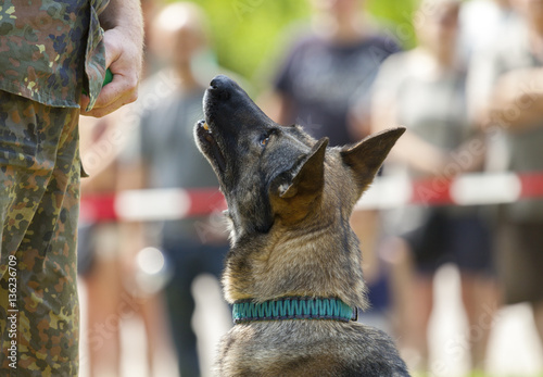 Photography german military police dog shows to his owner