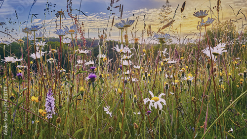 Old Hay Meadow with Wild Flowers in the Sussex Weald photo