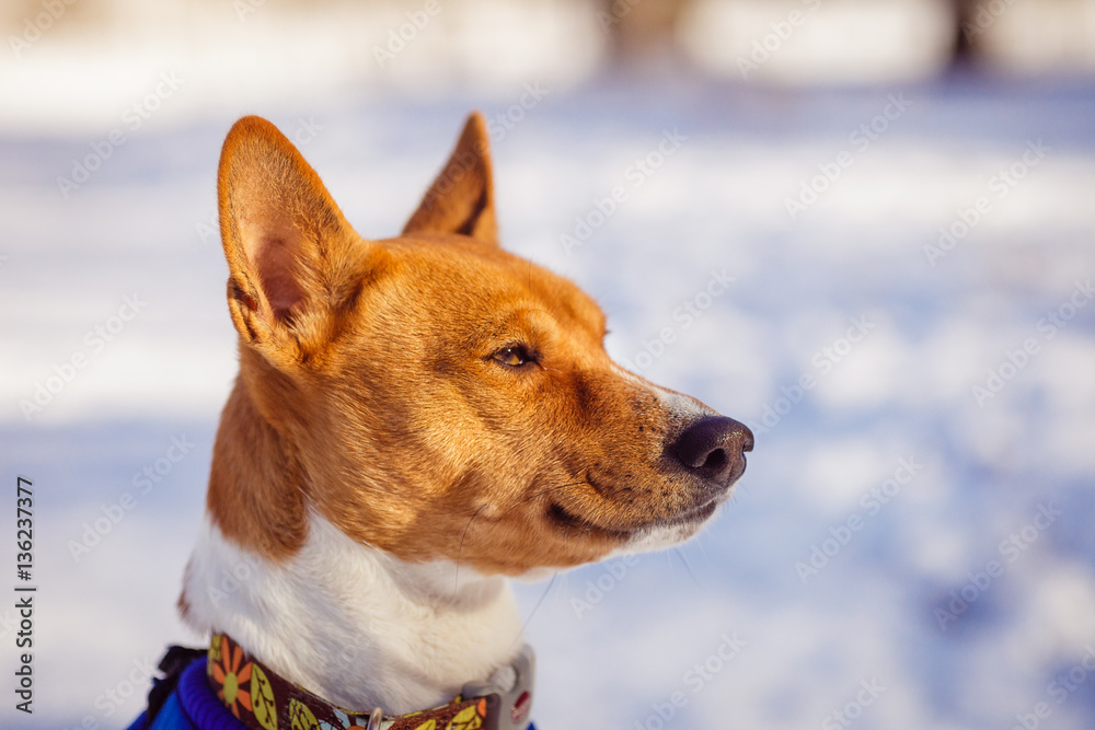 Basenji dog portrait against a background of snow