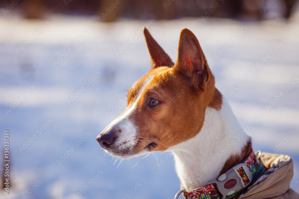 Basenji dog portrait against a background of snow Basenji dog portrait against a background of snow