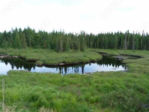 Lush green summer forest near Wawa Ontario Canada photo