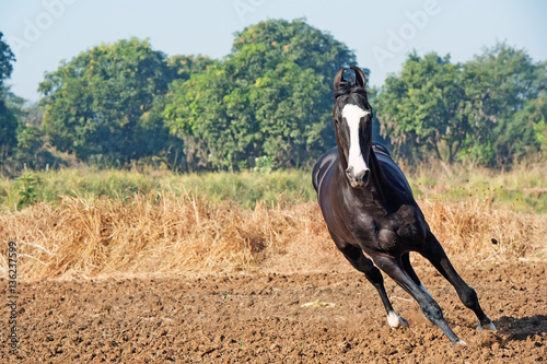 running marwari black stallion at freedom. India photo