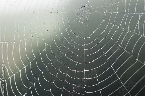 Spider web with dew drops at dawn