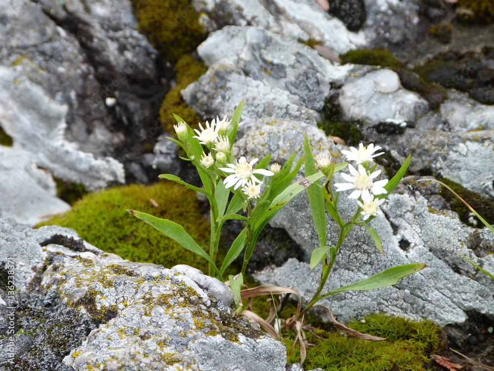 Wild flowers on a rock near Wawa Ontario Canada Wild flowers on a rock near Wawa Ontario Canada