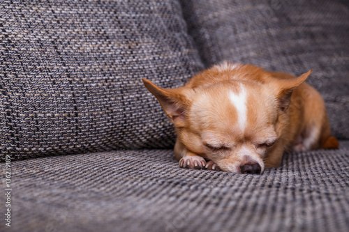 Chihuahua puppy sleep. Adorable dog lying on sofa. Cute looking purebred pet.