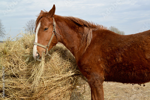 The horse of red color eats hay from a stack in the open air