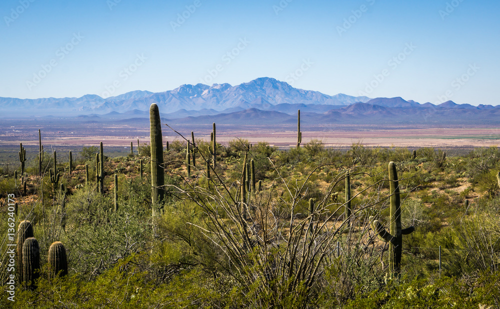 Desert Landscape in Tucson Arizona