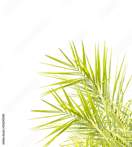 Palm leaves isolated on white background