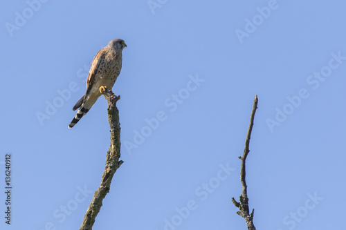 Common krestel (Falco tinnunculus) © Rosemarie Kappler