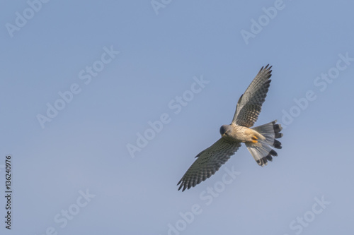 Common krestel  Falco tinnunculus 