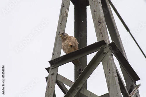 Common krestel (Falco tinnunculus) photo