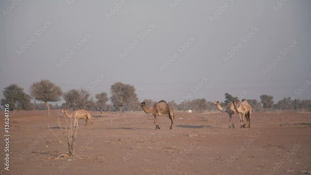 Camels in the desert. Four camels in their natural habitat are walking through the desert in the UAE and chew thorns. Ruminants. Camels in the desert. Four camels in their natural habitat are walking through the desert in the UAE and chew thorns. Ruminants.