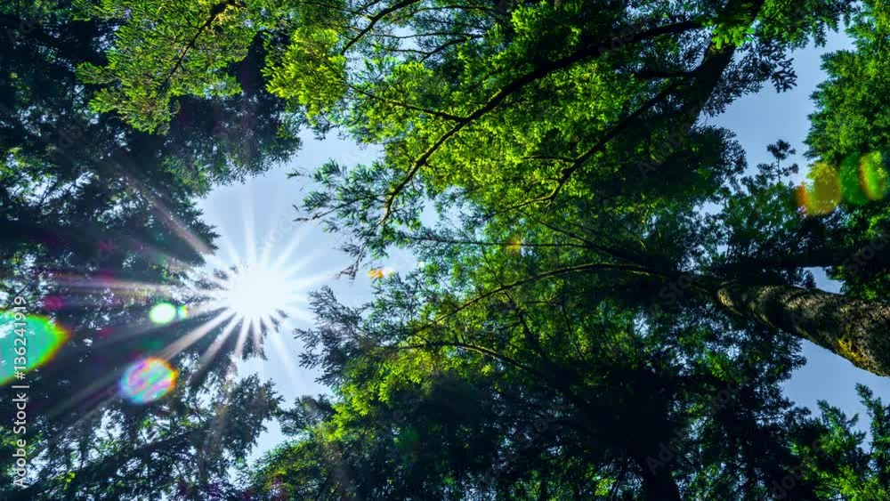 Time lapse of sun moving through forest canopy Time lapse of sun moving through forest canopy