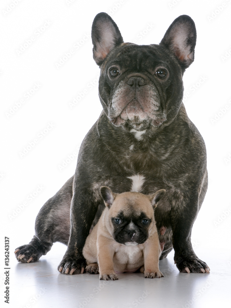 mother and daughter french bulldogs