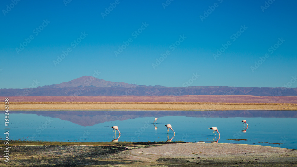 Safari tour : wildlife on a lagoon in San Pedro de Atacama in Chile