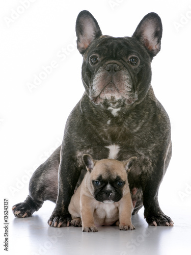 mother and daughter french bulldogs © Willee Cole