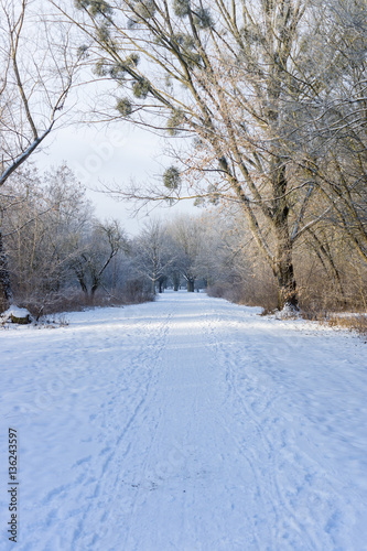 The path in the winter park.