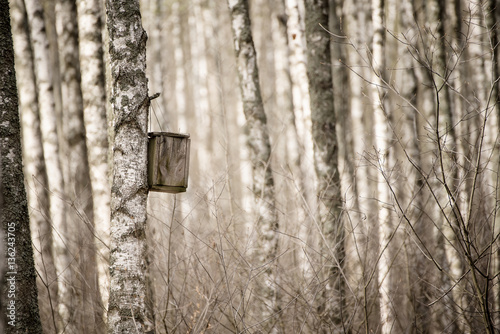 Spring birch forest with handmade wooden nesting box for birds hanging on a tree. Animal protection ecology concept with copy space