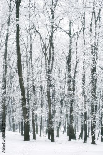 Magic foggy and frozen winter forest scene. Misty landscape back