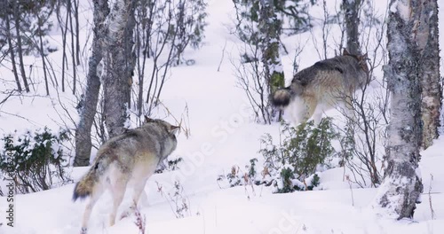 Two wolves in pack walking away in forest