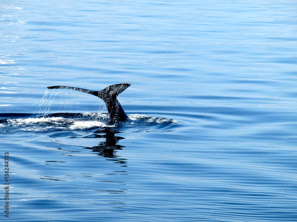 Fototapeta premium Cola de ballena emergiendo del agua (I)