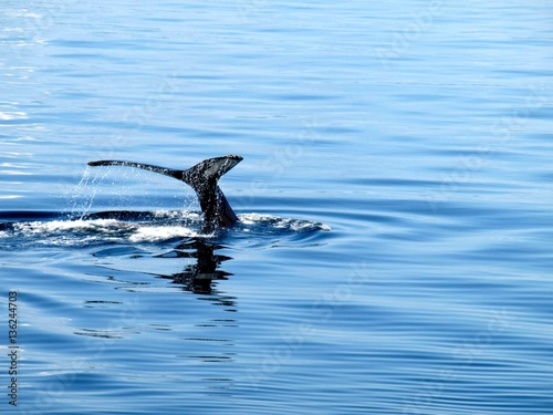 Cola de ballena emergiendo del agua  I 