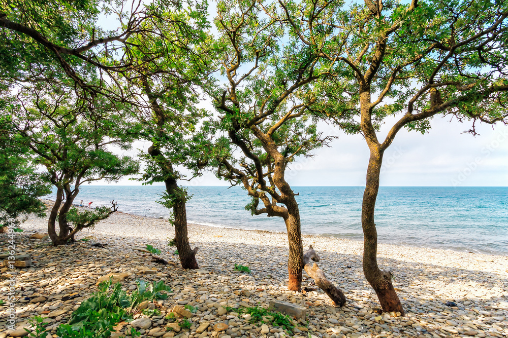 Scenic landscape of stony sea beach with tropical trees at the Black sea coast on a sunny day. Seaside scenery