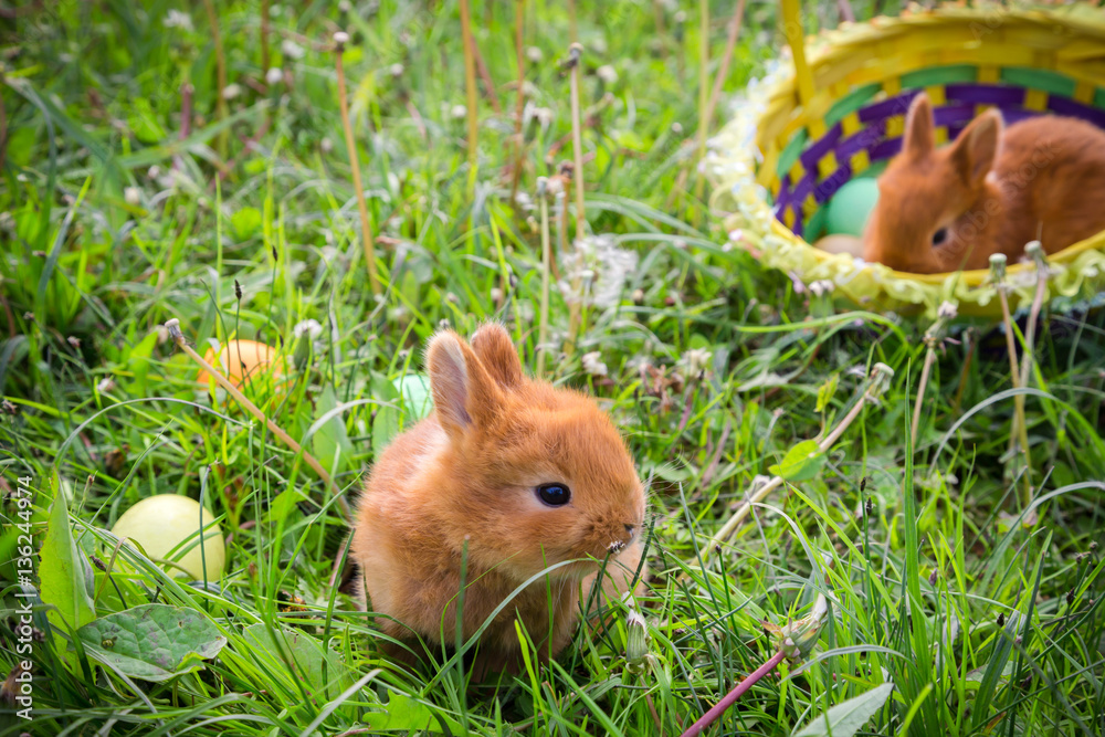 Two bunnies on green meadow with colorful easter eggs Two bunnies on green meadow with colorful easter eggs