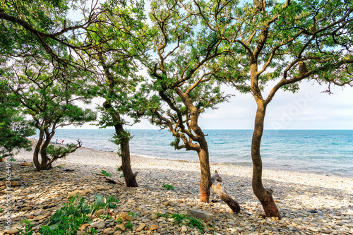 Fototapeta Naklejka Na Ścianę i Meble -  Scenic landscape of stony sea beach with tropical trees at the Black sea coast on a sunny day. Seaside scenery