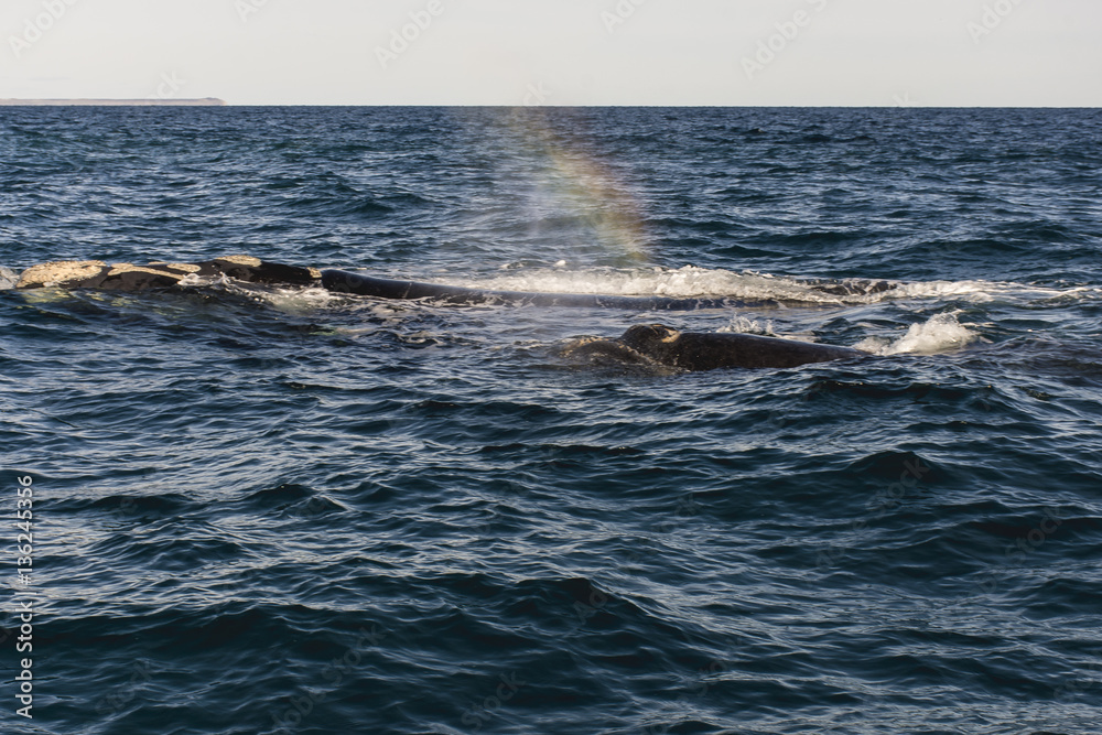 ballena franca asutral arco iris ballena franca asutral arco iris
